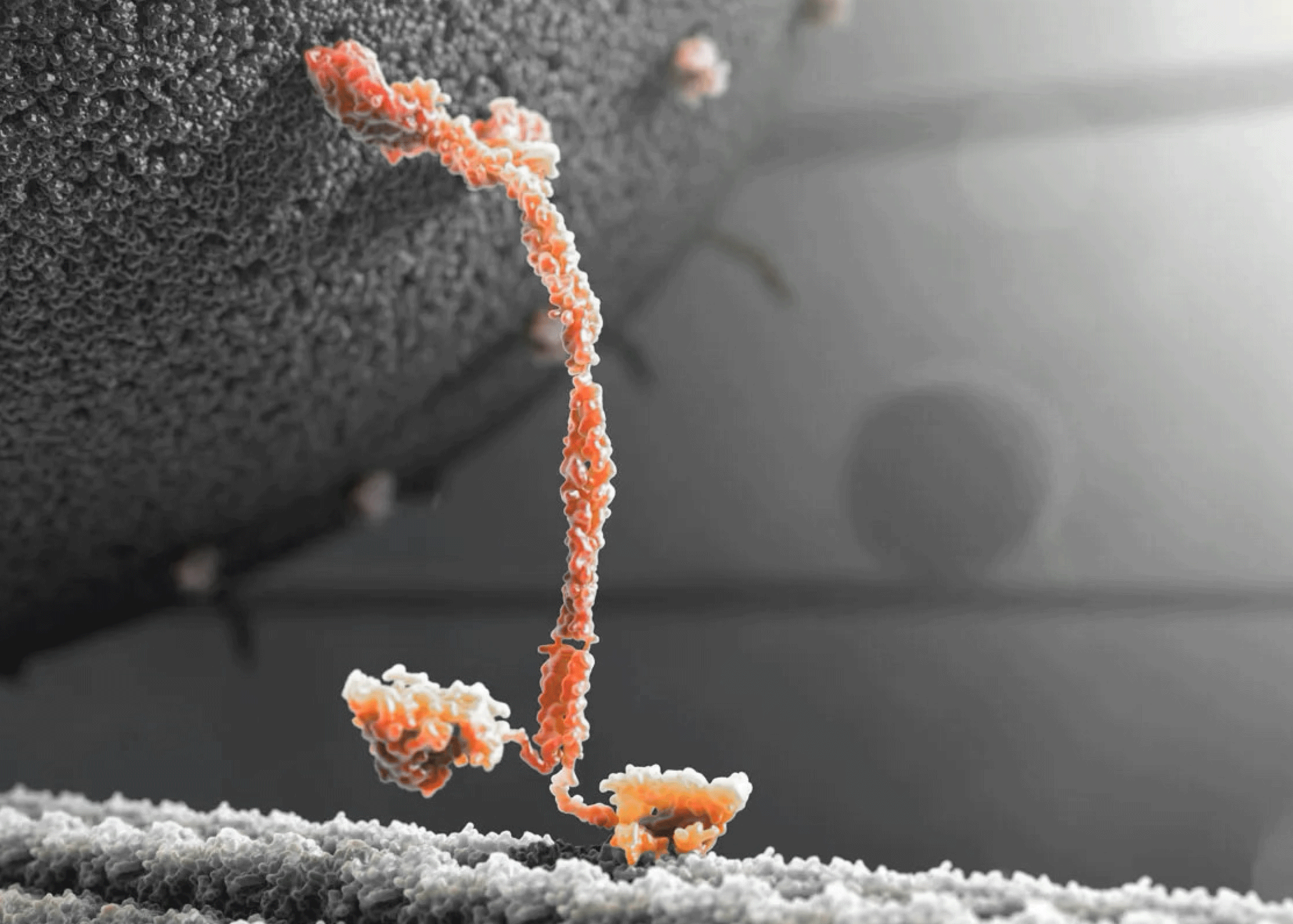 orange kinesin