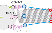 histone