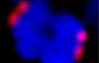 meiosis