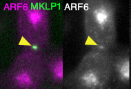 post-mitotic
                    midbody