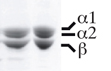 Tubulin