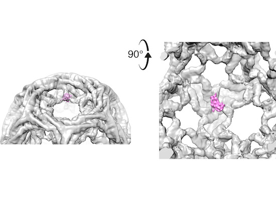 clathrin